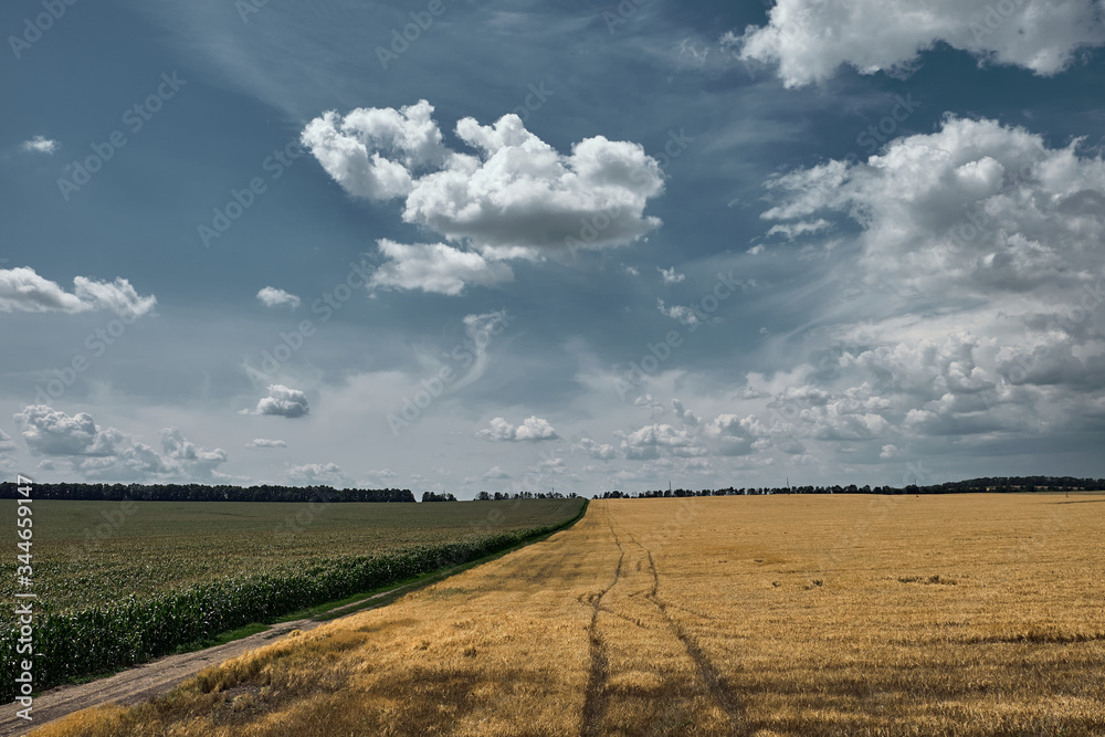 A road dissecting an agricultural field of corn and wheat against a summer clear sky with cumulus clouds. A road dissecting an agricultural field of corn and wheat against a summer clear sky with cumulus clouds.