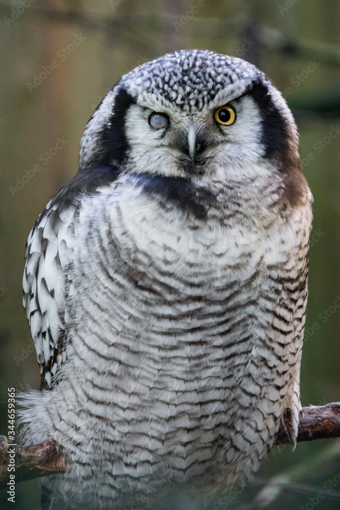 Obraz premium Snow owl is staring at the camera and has different eyes.