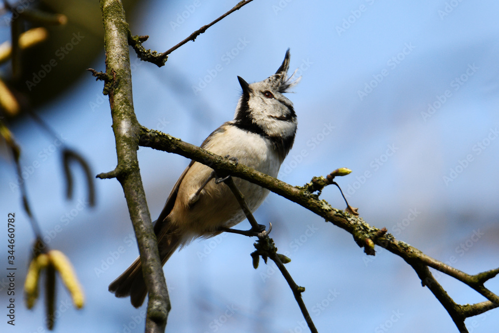 Fototapeta premium Crested Tit (Lophophanes cristatus mitratus) at Dingdener Heide near Hamminkeln, Germany