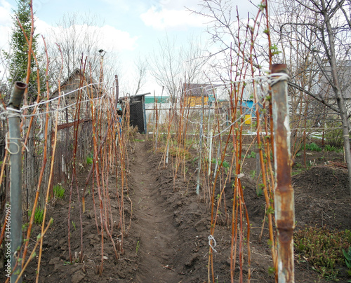 Early spring raspberry runaways in the countryside.