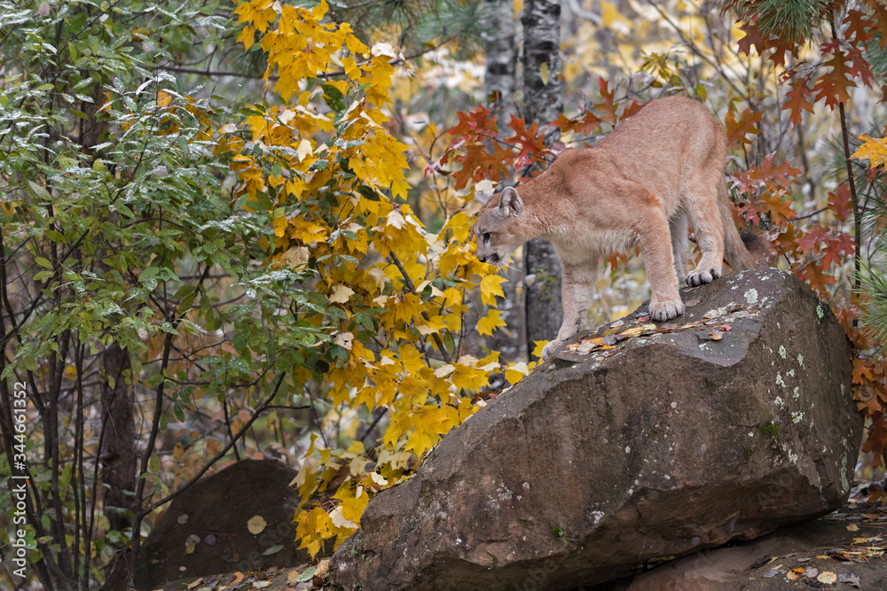 Fototapeta premium Cougar (Puma concolor) Looks Down Off Rock Autumn