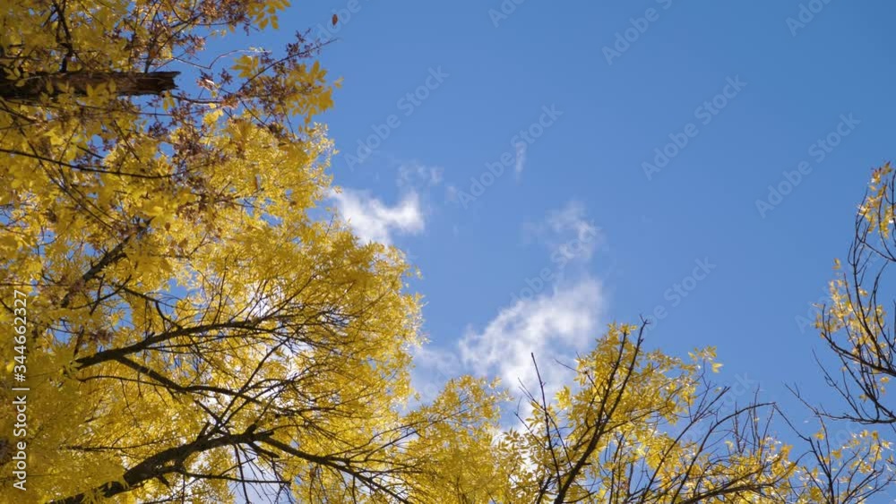 Colorful autumn leaves on the sun. Tree with yellow leaves, the daytime sky. Colorful autumn leaves on the sun. Tree with yellow leaves, the daytime sky.