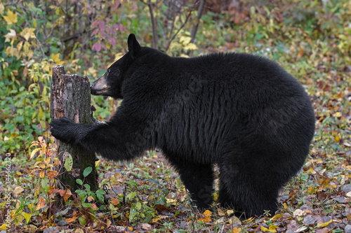 Black Bear (Ursus americanus) Sniffs at Stump Autumn