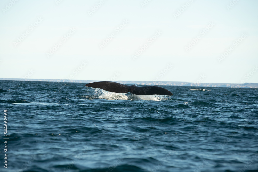 Obraz premium Ballena