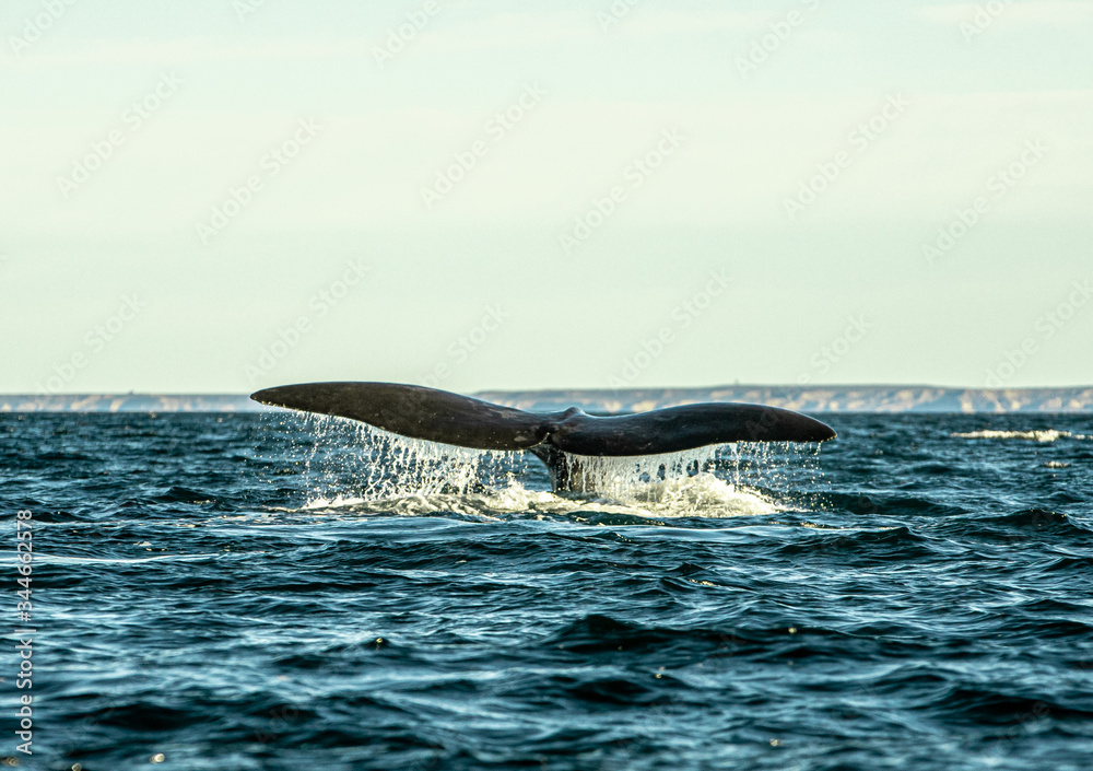 Fototapeta premium Ballena