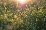 Wildflowers on the field in the evening light, bokeh, calm weather, peacefull colors, Belarus, summer day