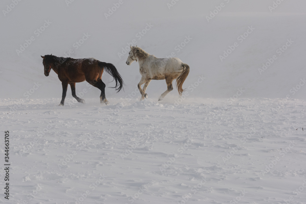 white and brown horses gallop in the mountains in the snow. a herd of horses galloping through the snow in the mountains white and brown horses gallop in the mountains in the snow. a herd of horses galloping through the snow in the mountains