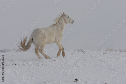 white and brown horses gallop in the mountains in the snow. a herd of horses galloping through the snow in the mountains