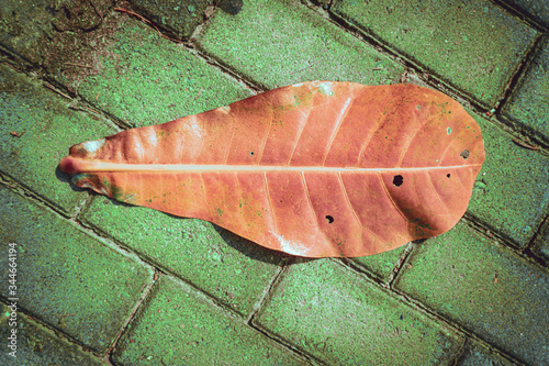 Jesienny brązowy liść na chodniku.