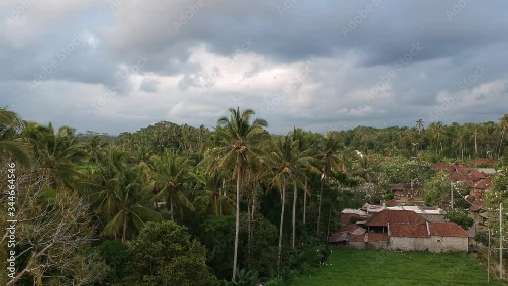 approaching a palm tree with cranes petulu heron bird colony watch point near ubud bali