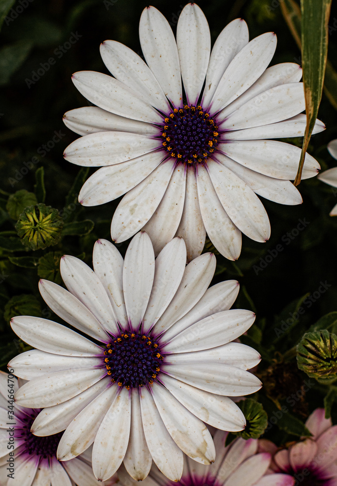 African Daisy White Flower