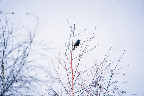 Bird on a branch against the sky.