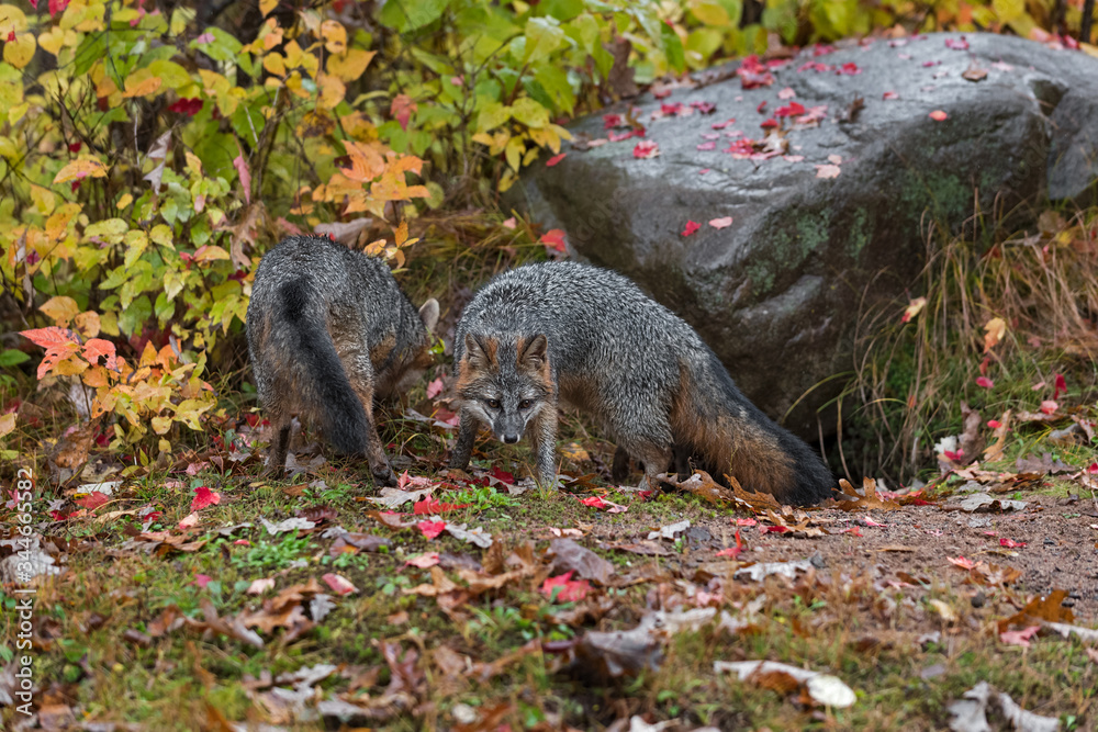 Grey Foxes (Urocyon cinereoargenteus) By Rock Fore and Aft Autumn