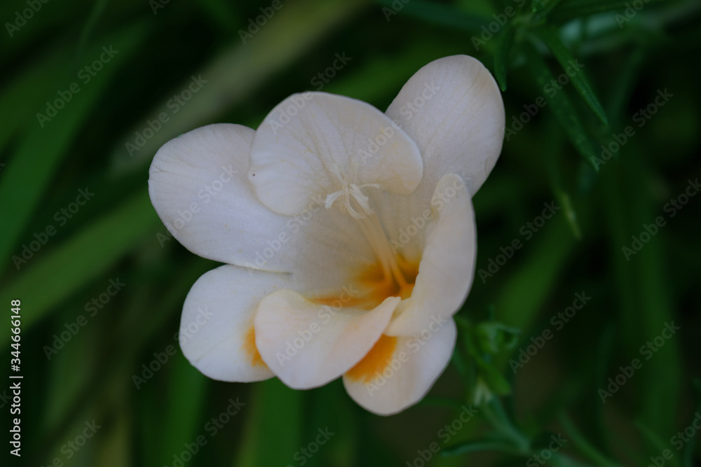 Garden flowers, white flowers, Narcissus flowers Garden flowers, white flowers, Narcissus flowers
