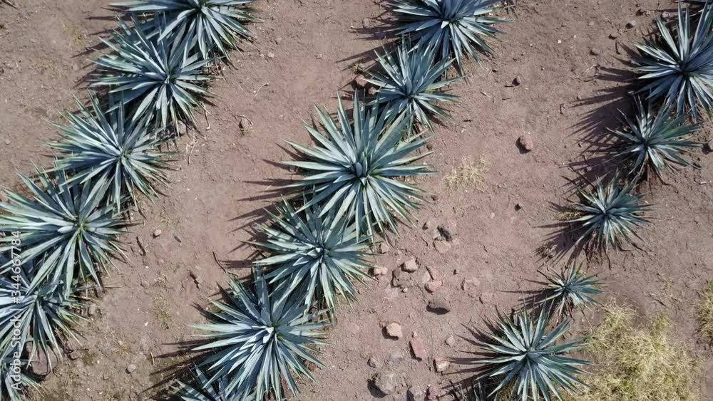 vista aérea de plantaciones de agave azul, materia prima para la