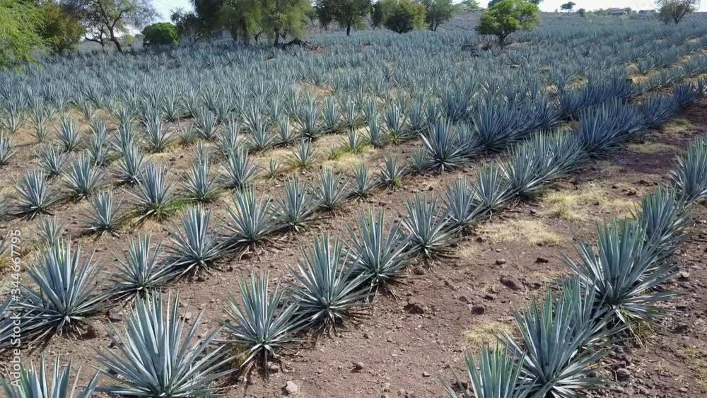 vista aérea de plantaciones de agave azul, materia prima para la