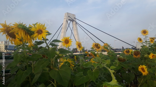 Sunflowers in Brusque Santa Catarina Brazil