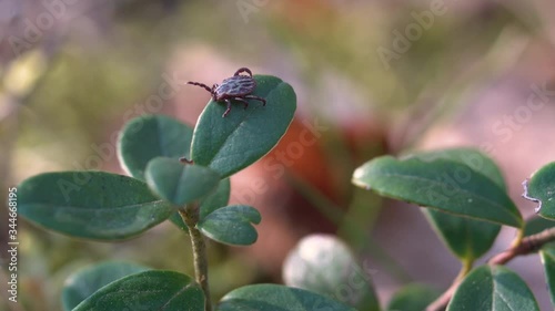 Close up of American dog tick crawling on cranberry leaf in nature. These arachnids a most active in spring and can be careers of Lyme disease or encephalitis. Nobody