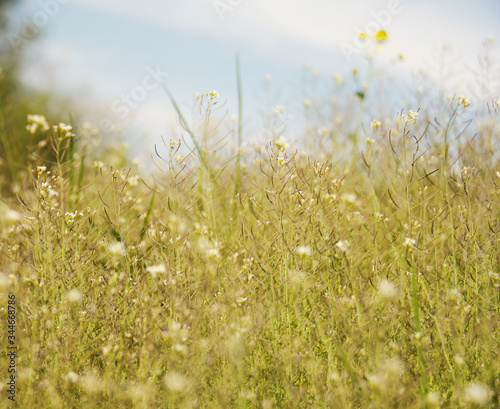 Wild herbs and flowers in the field in spring. Beautiful green meadow with plants. Spring natural background, de focused
