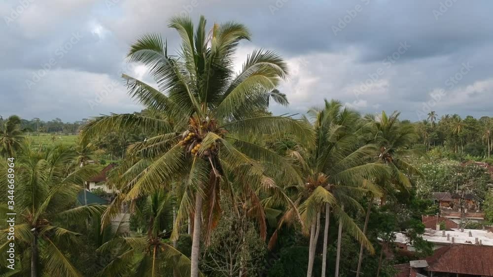 approaching a palm tree against the background of flying cranes petulu heron bird colony watch point near ubud bali approaching a palm tree against the background of flying cranes petulu heron bird colony watch point near ubud bali