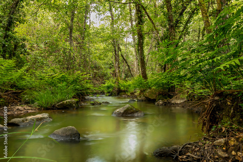 Forest river with beautiful green vegetation in the surroundigs