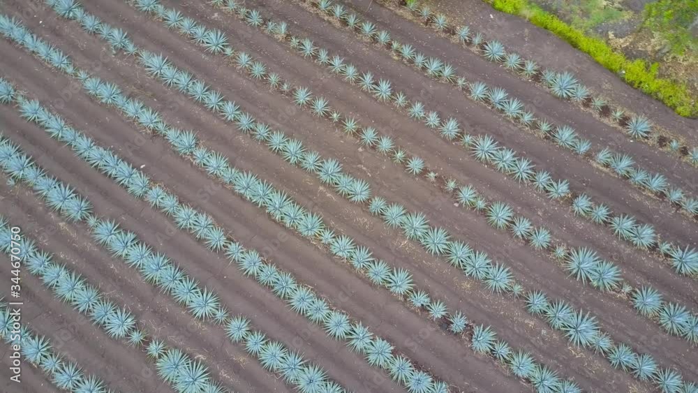 vista aérea de plantaciones de agave azul, materia prima para la