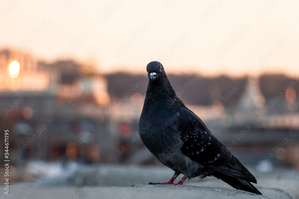 Obraz premium Pigeon at sunset