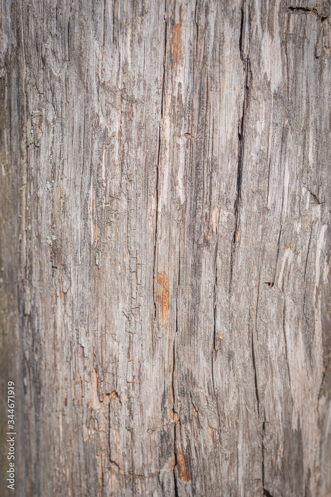 Fototapeta premium the texture of the wood surface covered with red paint is aged wood.