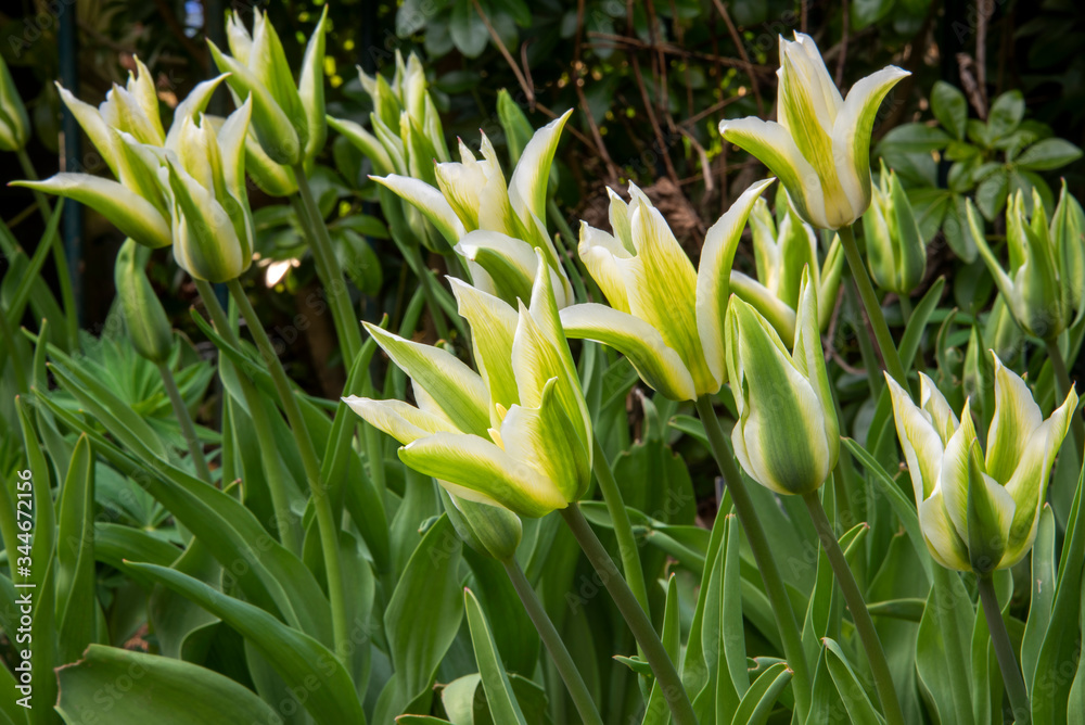 Obraz premium Group of white and green flowering tulips, TULIPA 'Green Star', in garden border, just open in evening light.