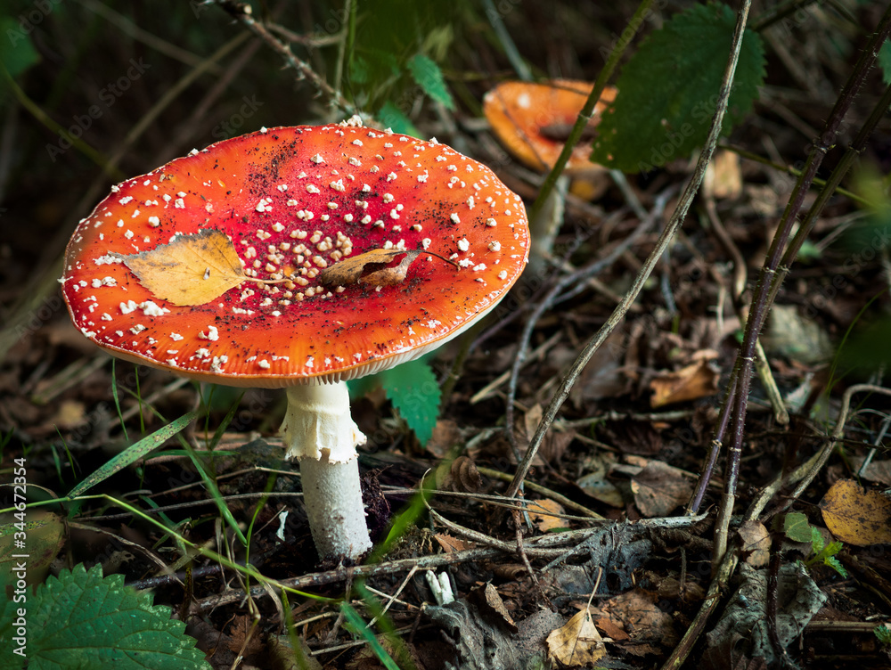 Picture of a toadstool made in the woods Picture of a toadstool made in the woods