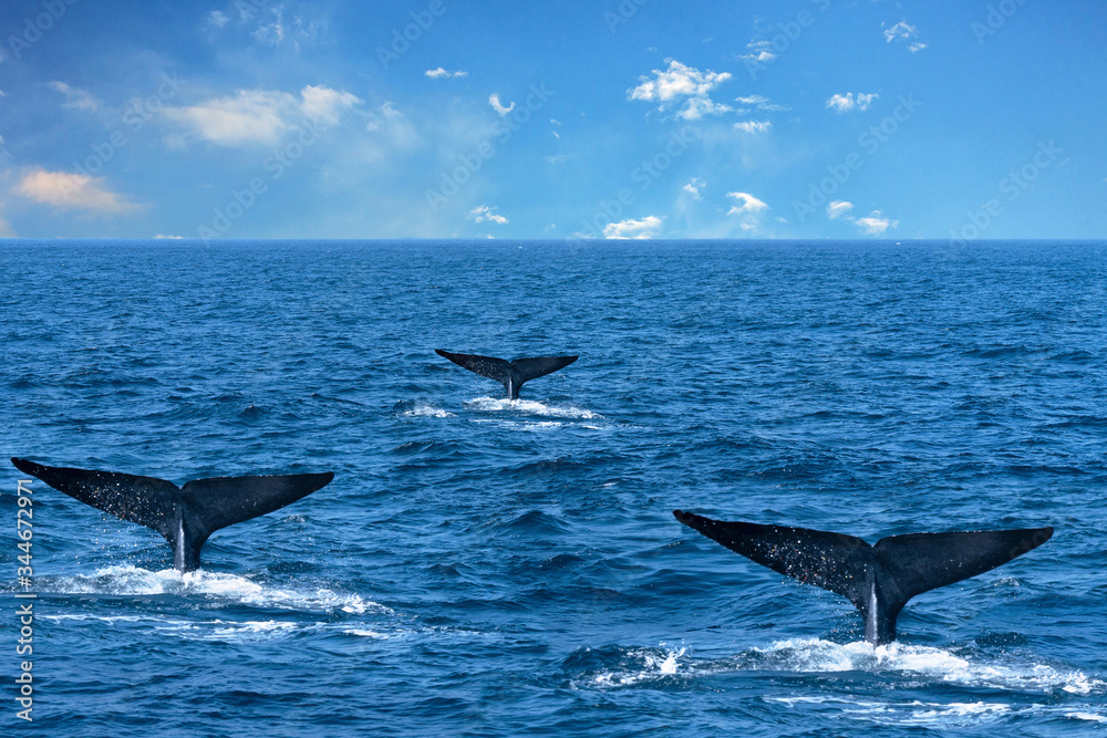 Fototapeta premium While three tails in the ocean water, Sri Lanka