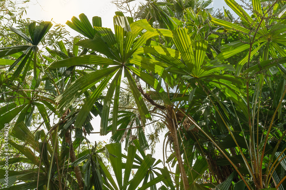 Green plants tropical palm trees, Sri Lanka Green plants tropical palm trees, Sri Lanka
