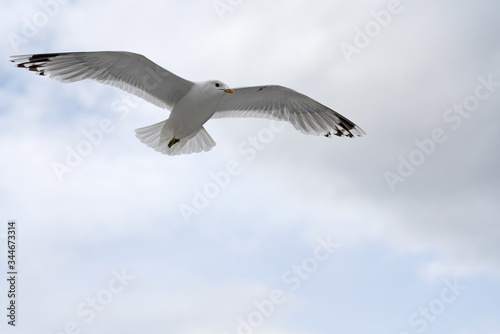 Seagull flying in blue sky big bird
