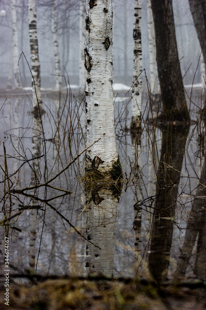 Obraz premium reflection of trees in the water