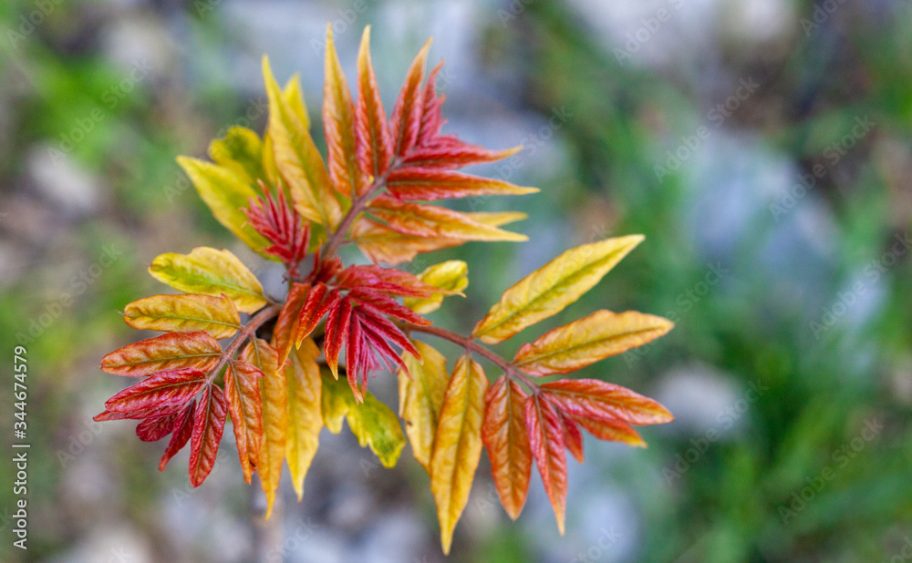 foul-smelling plants of spring,the stench from the plant foul-smelling plants of spring,the stench from the plant
