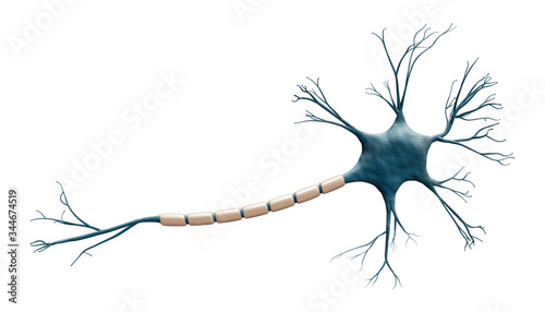 Generic blue neuron cell model isolated on a white background with copy space. Science, neuroscience, biology, microbiology, neurology 3d rendering illustration. photo