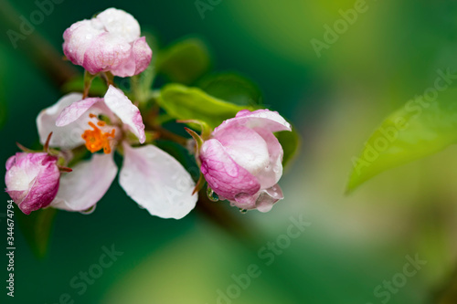 Bright spring background with flowers of fruit trees. Spring. Spring Garden. Close-up.