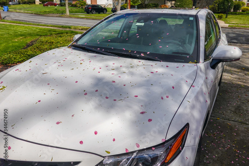 Closeup view of the front hood of a parked white car that is covered with pink flower pedals and other debris photo