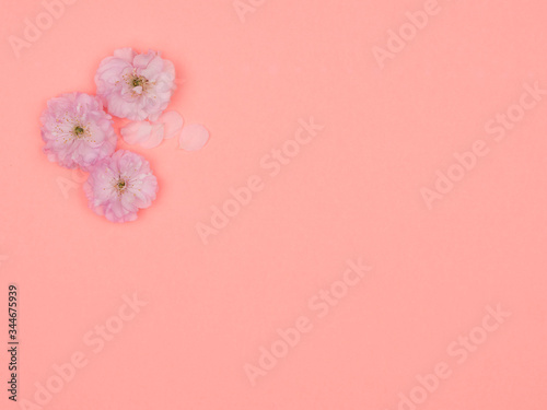 Pink flowers and petals decorative almonds on a pink background.