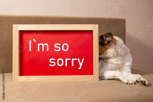Фотография The dog hides behind a picture that says I am so sorry