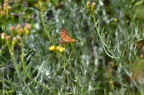 Orange Butterfly in yellow flower, Reserva Nacional Jeinimeni, Chile (patagonia) photo