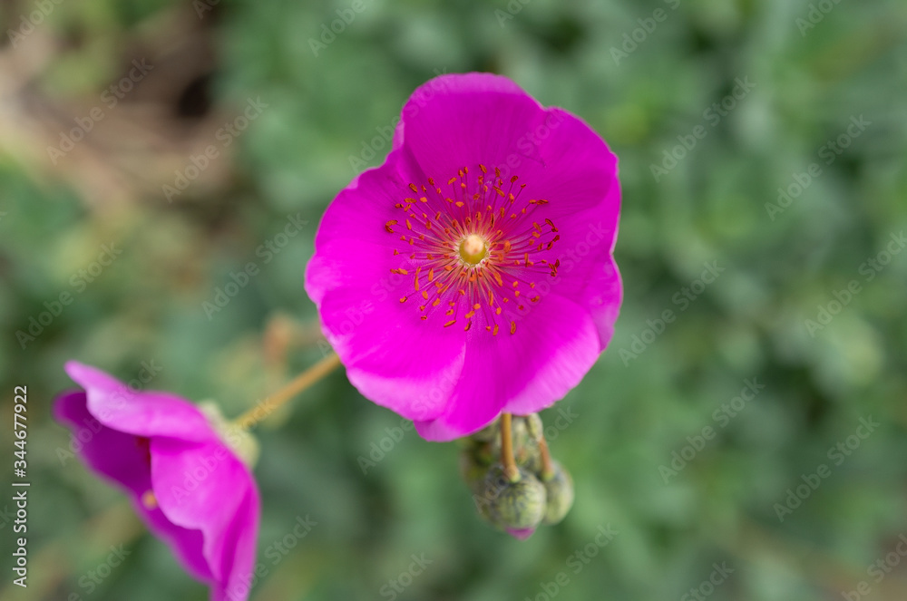Fototapeta premium pink poppy flower