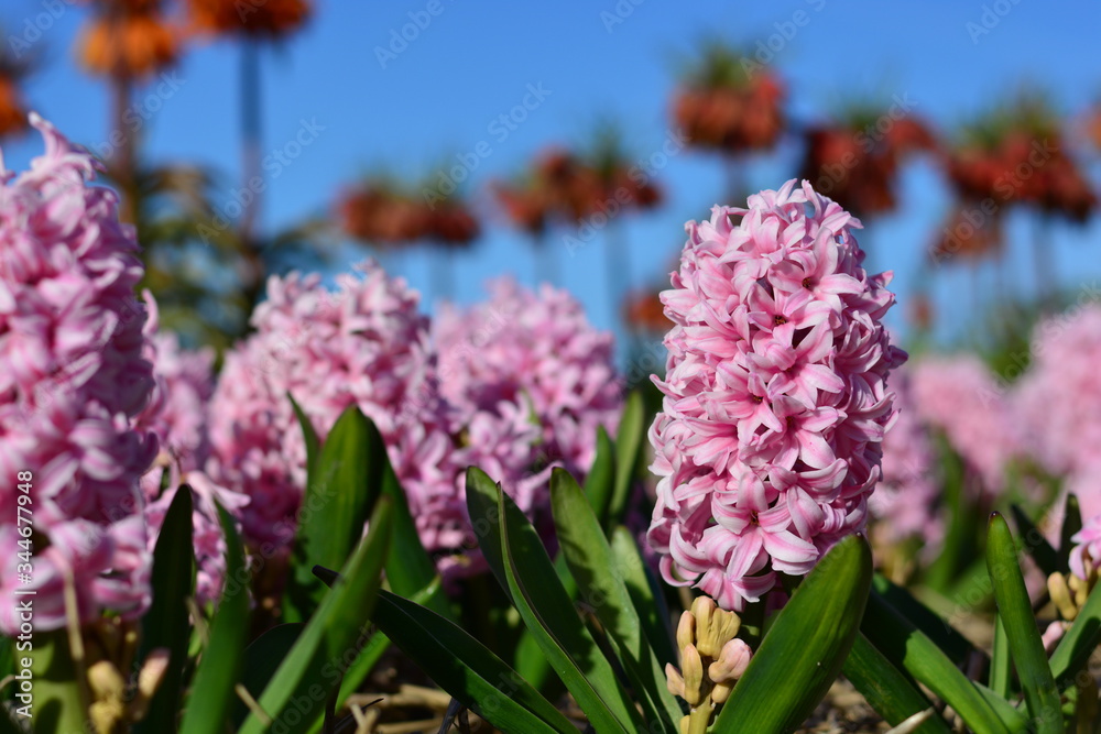 Fototapeta premium Pink hyacinth in a flower field in holland during the summer in front of a blue sky background