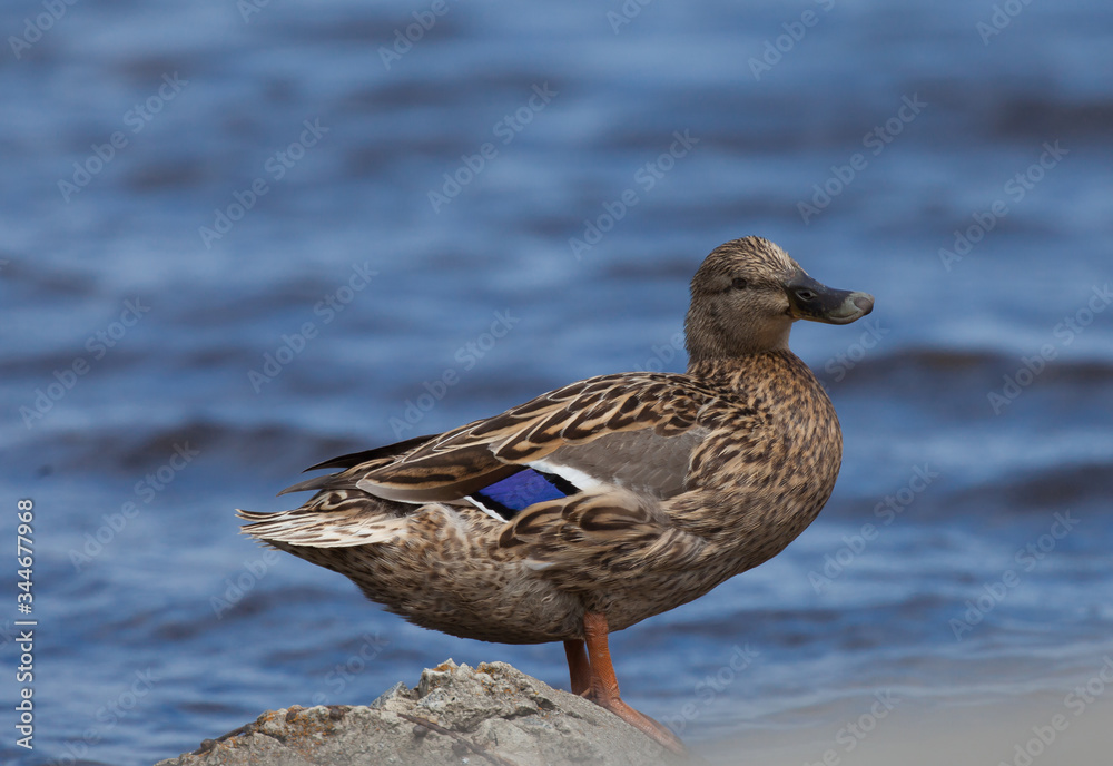 a duck standing on a rock against the background of water a duck standing on a rock against the background of water