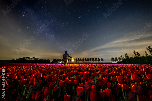 young men walking in flower field Tulip flower field in the Netherlands Noordoostpolder during sunset dusk Flevolands, colorful lines of tulips photo