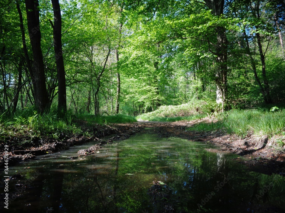 Magico specchio nella foresta Magico specchio nella foresta