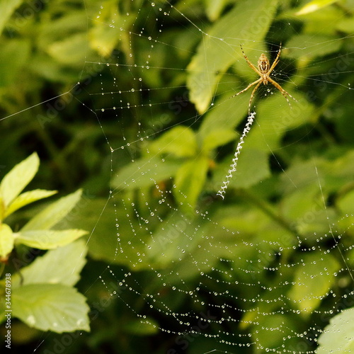 Spider in its web with dew drops