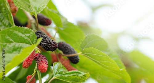 Fotografía Organic Mulberry fruit tree and green leaves