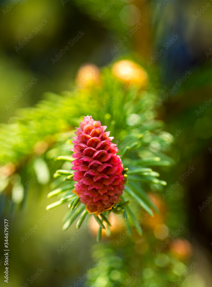 young male red cones on a branch of green spruce on a natural background close-up
young male red cones on a branch of green spruce on a natural background close-up