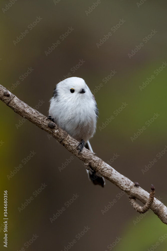 Long-tailed tit (Aegithalos caudatus) sitting on a branch in the autumn forest. Wildlife scene from nature. Cute songbird with soft background. Czech Republic Long-tailed tit (Aegithalos caudatus) sitting on a branch in the autumn forest. Wildlife scene from nature. Cute songbird with soft background. Czech Republic